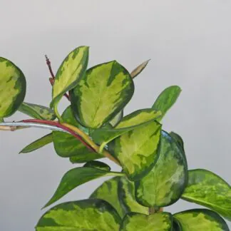 hoya australis lisa na kruhu voskovka plantizie