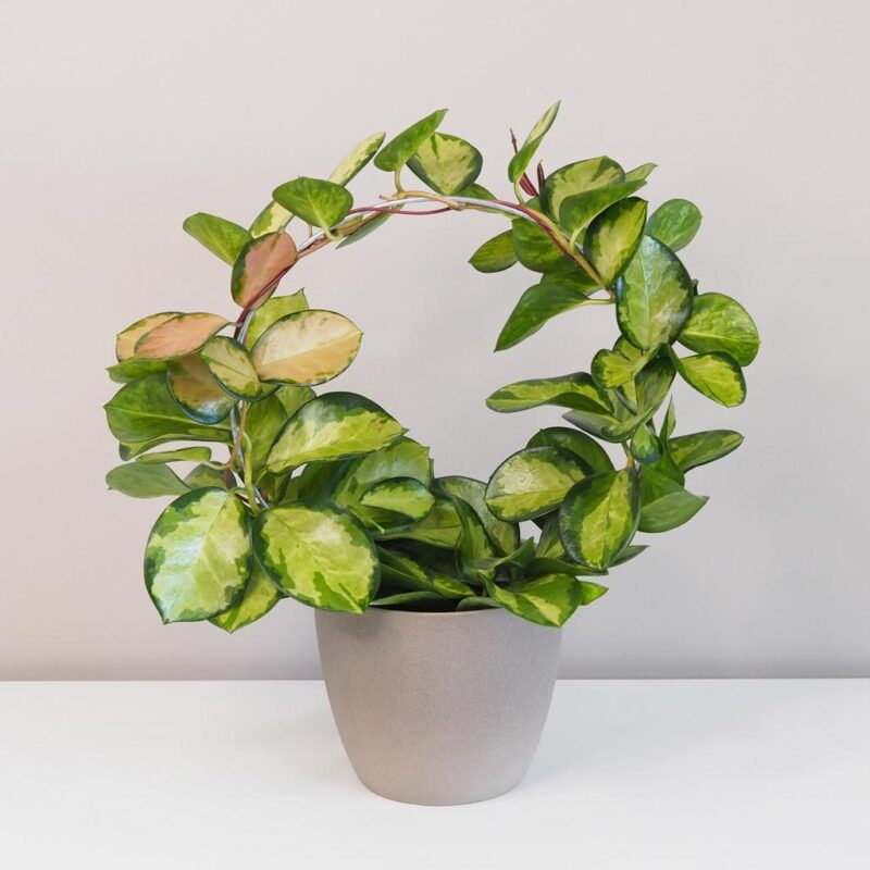 hoya australis lisa na kruhu voskovka plantizie