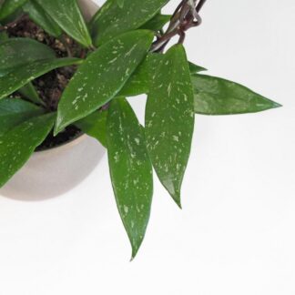 Hoya pubicalyx na kruhu hoya pubicalyx na kruhu voskovka plantizie