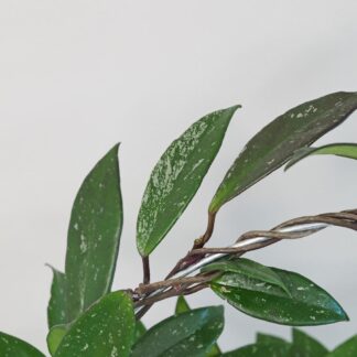Hoya pubicalyx na kruhu hoya pubicalyx na kruhu voskovka plantizie