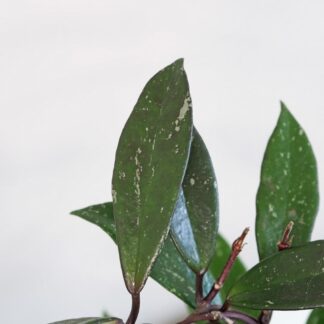 Hoya pubicalyx na kruhu hoya pubicalyx na kruhu voskovka plantizie