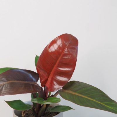 philodendron red sun filodendron plantizie