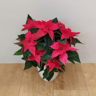 Vánoční růže bramboříková / Poinsettia
