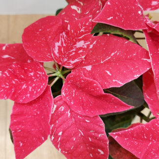 Vánoční růže bramboříková panašovaná / Poinsettia vianocna ruza cyklamenova panasovana poinsettia 2 plantizia Plantizia.cz