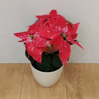 Vánoční růže bramboříková panašovaná / Poinsettia vianocna ruza cyklamenova panasovana poinsettia plantizia Plantizia.cz