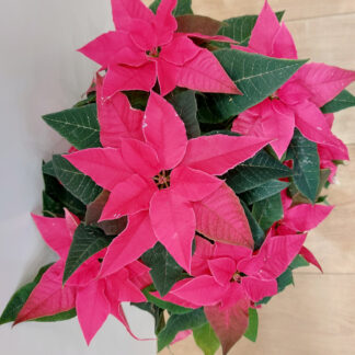 Vánoční růže bramboříková / Poinsettia vianocna ruza cyklamenova poinsettia plantizia Plantizia.cz