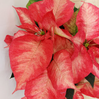 Vánoční růže ‘Premium Picasso’/ Poinsettia vianocna ruza premium picasso poinsettia 2 plantizia Plantizia.cz