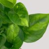 pothos epipremnum global green tahava pokojová rostlina