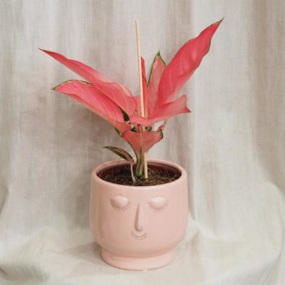 keramický crepník tvarická květináč hlava usmátý aglaonema pink star