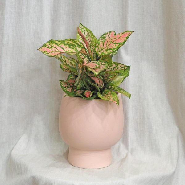 keramický crepnik růžový květináč aglaonema spotted star