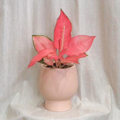 keramický crepnik růžový květináč aglaonema pink star