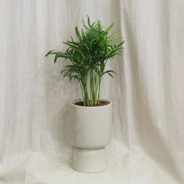 šedé sedy keramický crepník květináč moderní casa minimalisticky chamaedorea elegans