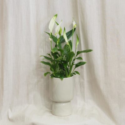 šedé sedy keramický crepník květináč moderní casa minimalistický lopatkovec