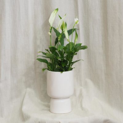 bílý keramický crepnik květináč moderní casa minimalistický lopatkovec spatiphyllum wallisii