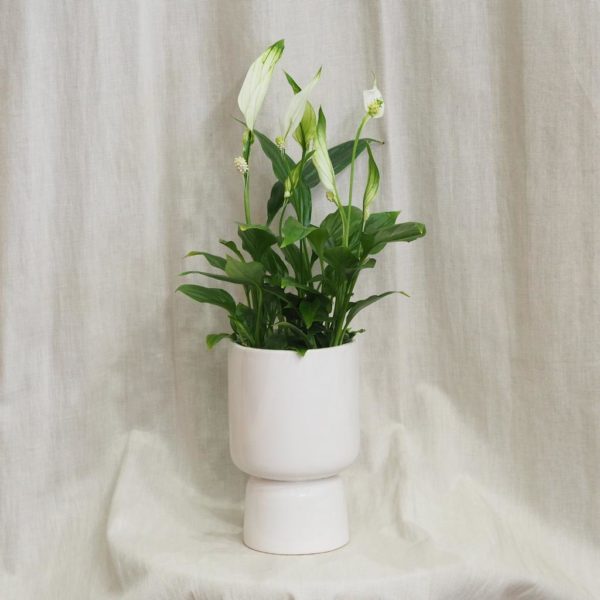 bílý keramický crepnik květináč moderní casa minimalistický lopatkovec spatiphyllum wallisii