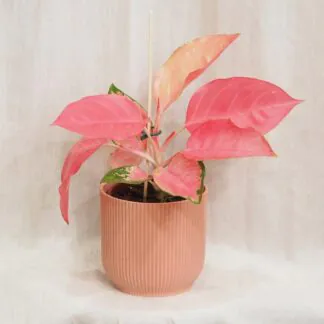 Plastový květináč Premium Stripes růžový růžový plastový květináč s pásky elho crepnik aglaonema pink star