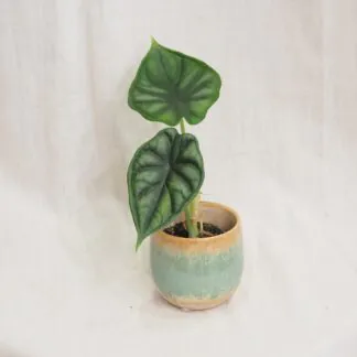 alocasia dragon scale alokazia netradiční rostlina raritní mini