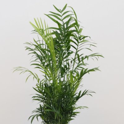 chamaedorea elegans, palmička, malá palma, pokojová rostlina, nenáročná raslina, rostlina do stínu,