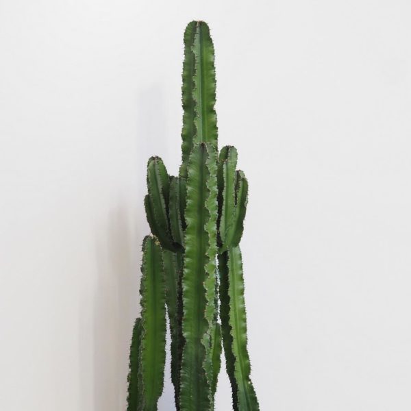 euphorbia trigona velka kaktus plantizia Plantizia.cz