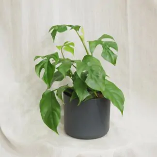 Plastový květináč Premium antracit antracitový plastový květináč premium antracit crepnik monstera minima rhaphidophora tetrasperma