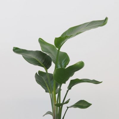 strelitzia nicolai strelicia pokojová rostlina na světle místo