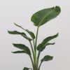 strelitzia nicolai strelicia pokojová rostlina na světle místo
