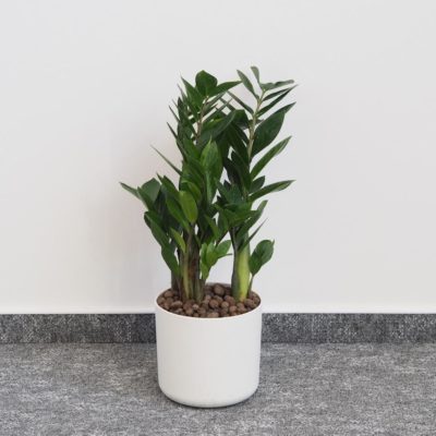Zamioculcas zamiifolia zamiokulkas nenarocná rostliny do stínu