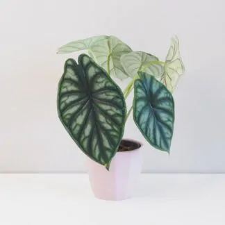 alocasia dragon scale 10 plantizia Plantizia.cz