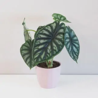 Alocasia ‘Dragon Scale’ velká