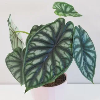 alocasia dragon scale pokojové rosliny pokojovky