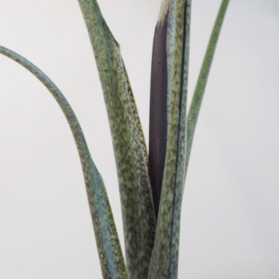 alocasia stingray alokazia netradiční raritní pokojová rostlina
