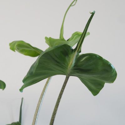 alocasia stingray alokazia netradiční raritní pokojová rostlina