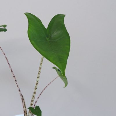 Alocasia Zebrina pokojová rostlina alokazie