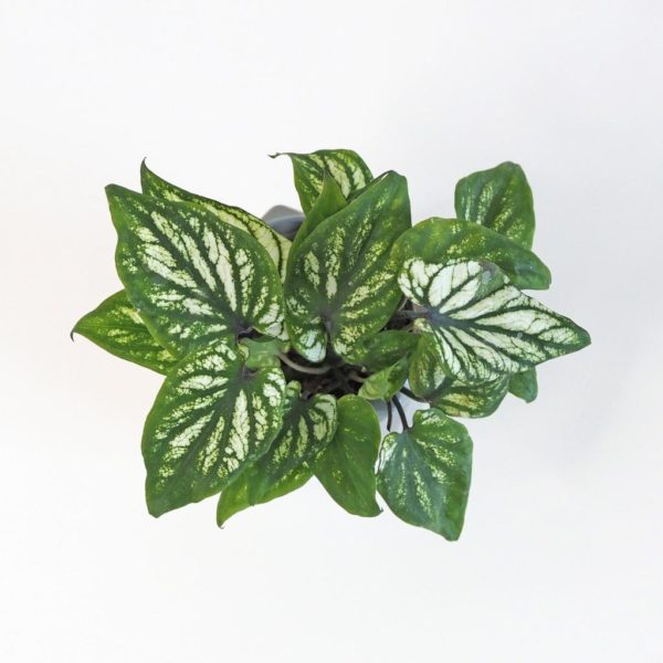 caladium bicolor pliage kaladium pokojová rostlina