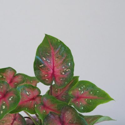 caladium pink beauty mini kaladium růžová pokojová rostlina