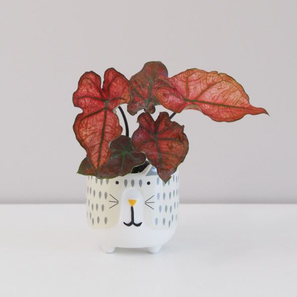 caladium červené červené kaladium pokojová rostlina keramický crepník mačička