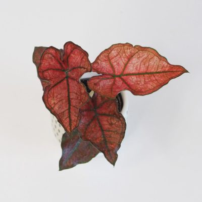 caladium červená červená kaladium pokojová rostlina