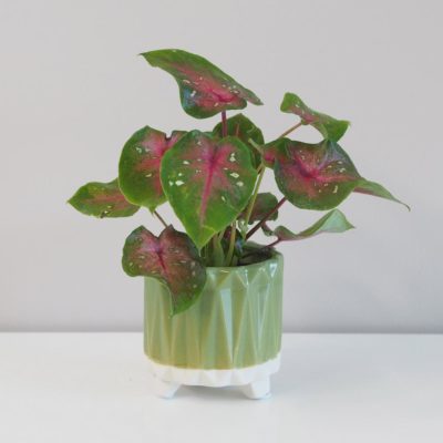 caladium pink beauty mini kaladium růžová pokojová rostlina
