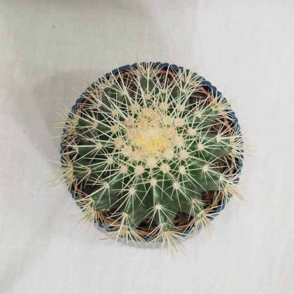 echinocactus grusonii kaktus 2 plantizia Plantizia.cz
