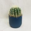 echinocactus grusonii kaktus plantizia Plantizia.cz