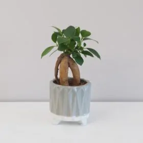 Ficus ginseng bonsai mini