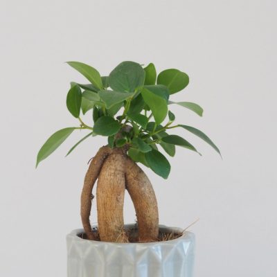 ficus ginseng bonsai fíkus bonsaj