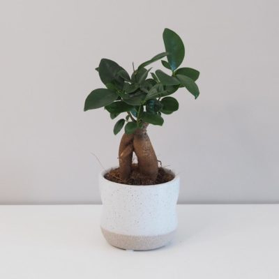 ficus ginseng bonsai fíkus bonsaj