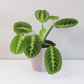 Maranta leuconeura ‘Lemon Lime’