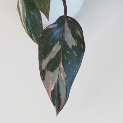 Philodendron 'Pink Princess' filodendron plantizie