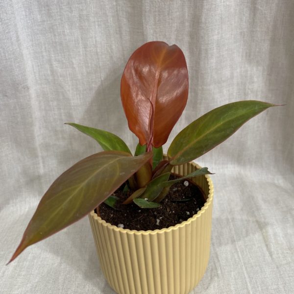 philodendron red sun filodendron plantize