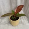 philodendron red sun filodendron plantize