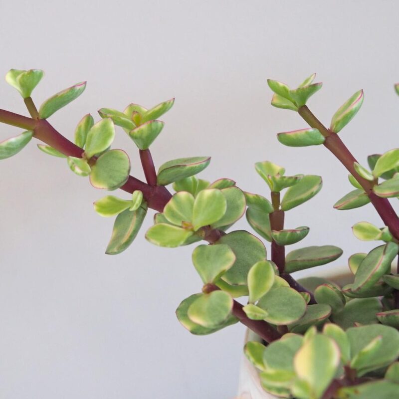 portulacaria adra variegata sukulent