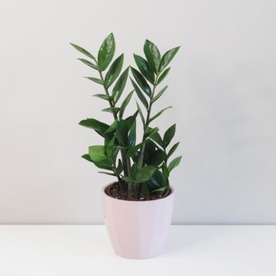 Zamioculcas zamiifolia zamiokulkas nenarocná rostliny do stínu