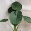 alocasia wentii velka pokojová rostlina